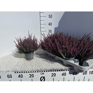 CALLU BL LAURA