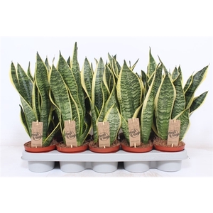 Sansevieria Superba