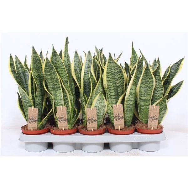 <h4>Sansevieria Superba</h4>