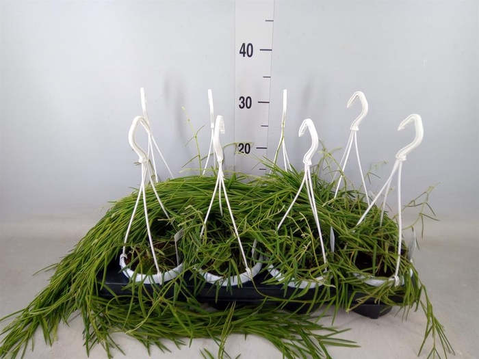 <h4>Hoya linearis</h4>