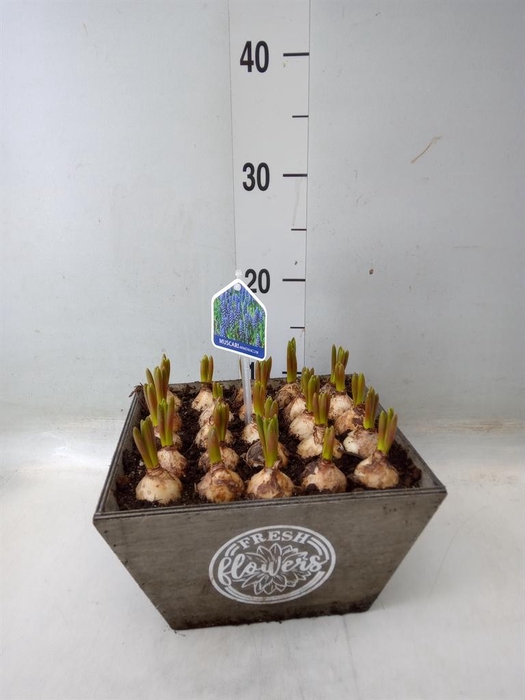 <h4>Arr. Muscari L%</h4>