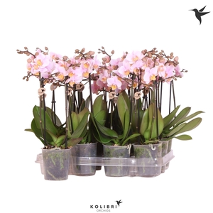 Kolibri Orchids Phalaenopsis Pink 2 spike no label