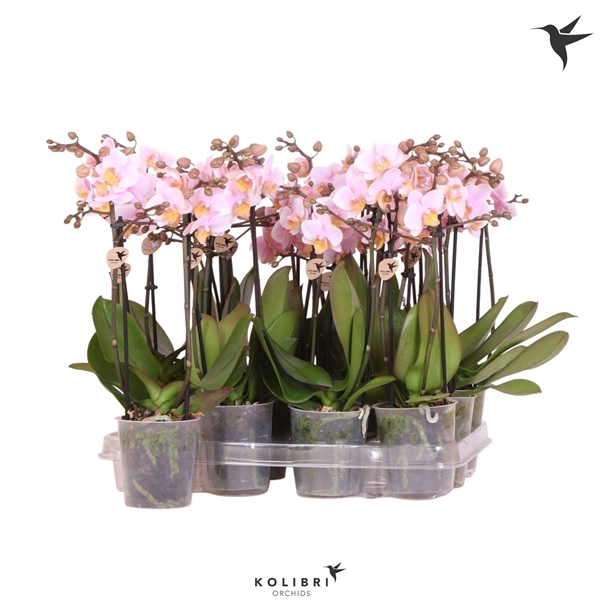 <h4>Kolibri Orchids Phalaenopsis Pink 2 spike no label</h4>