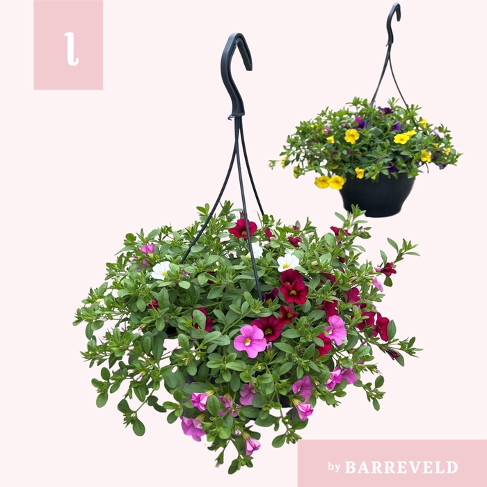 <h4>Calibrachoa 'mix in pot'</h4>