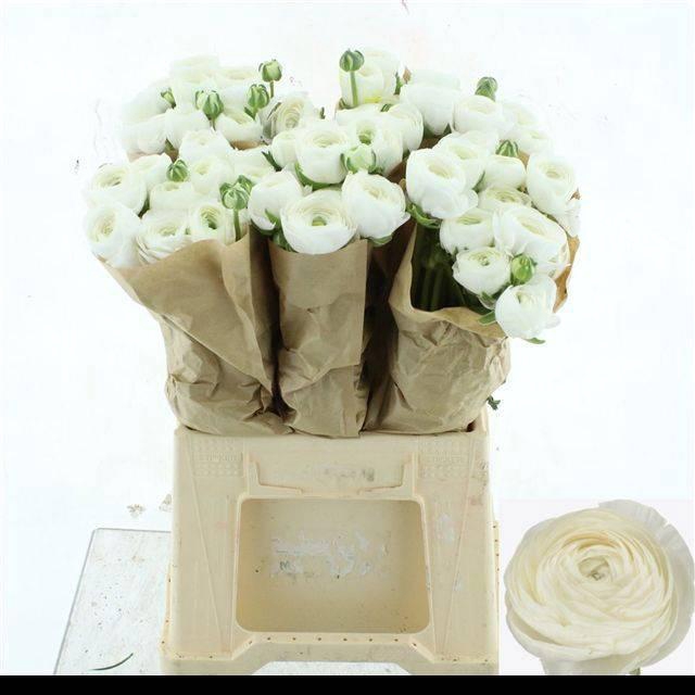 <h4>RAN SU FIRENZE</h4>