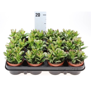 Crassula   ...