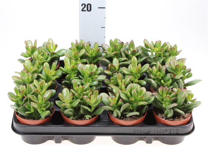 <h4>Crassula   ...</h4>