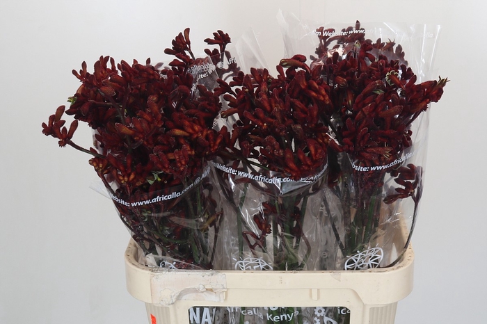 <h4>Anigozanthos Early Spring</h4>
