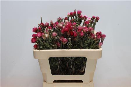 <h4>Kaaps Phaenocoma</h4>