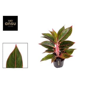 Aglaonema Jungle Red
