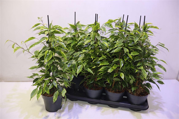 <h4>arr8 Fic Be Anastasia</h4>