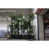 Howea Forsteriana 4pp