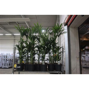 Howea Forsteriana 4pp