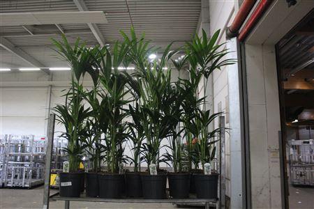 Howea Forsteriana 4pp