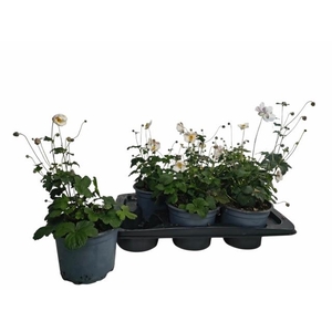 ANEM HUPEHENSIS