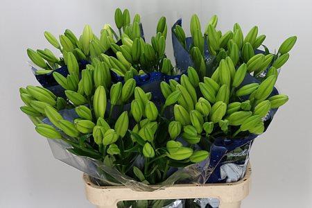 <h4>LI LA EYELINER</h4>