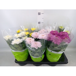Chrysanthemum  'Zembla'   ..mix