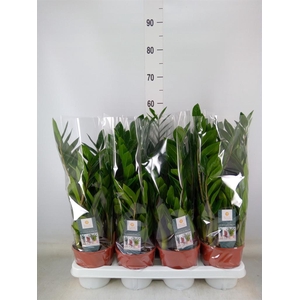 Zamioculcas zamiifolia