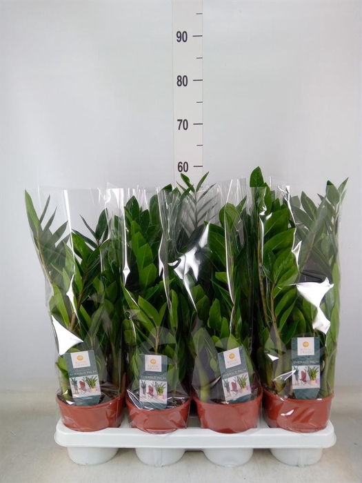 <h4>Zamioculcas zamiifolia</h4>