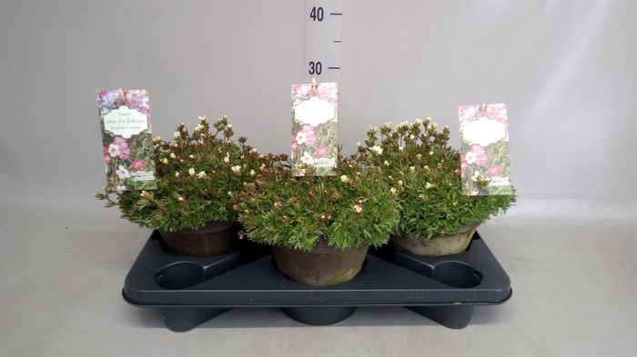 <h4>Saxifraga arend.</h4>