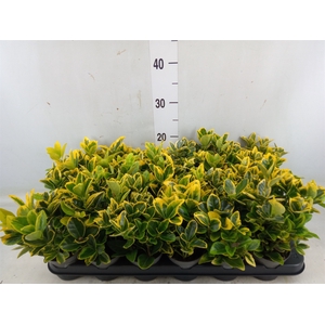 Euonymus japon. 'Aureus'