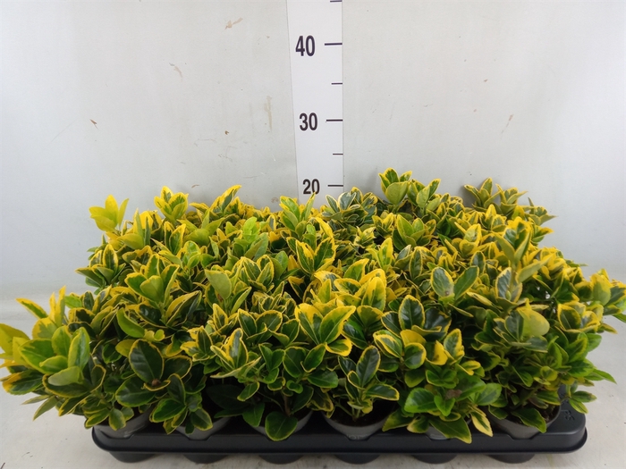 <h4>Euonymus japon. 'Aureus'</h4>