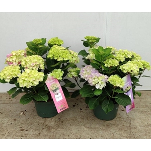 Hydrangea Magical® 23cm mix rijp 1 (kopie)