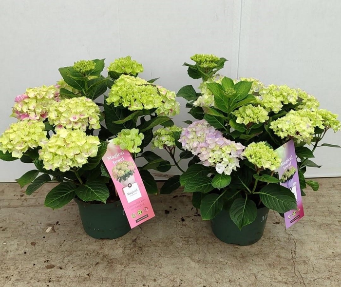 <h4>Hydrangea Magical® 23cm mix rijp 1 (kopie)</h4>