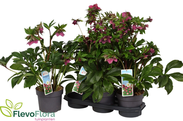 <h4>HELL VIV BATISTA</h4>