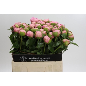 Paeonia Angel Cheeks