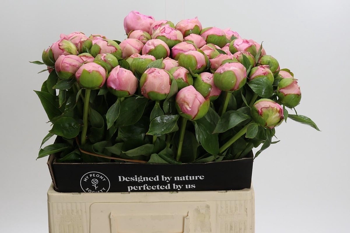<h4>Paeonia Angel Cheeks</h4>
