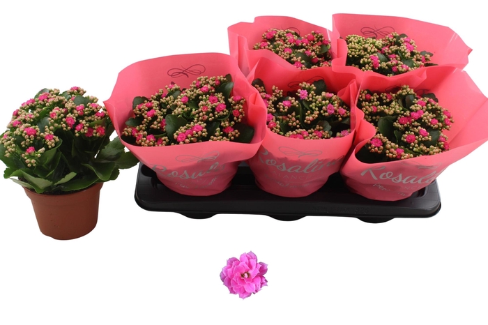 <h4>KAL GE NANDO PINK</h4>