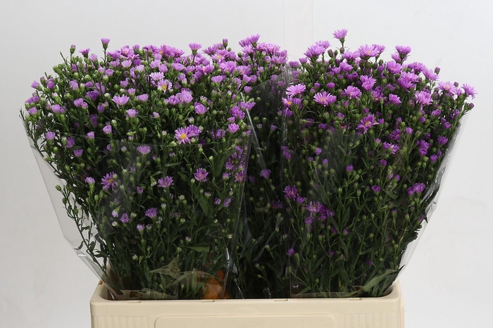 <h4>Aster Casarosa</h4>