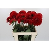 Dahlia Red Flag