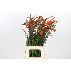 Crocosmia Amber Glow