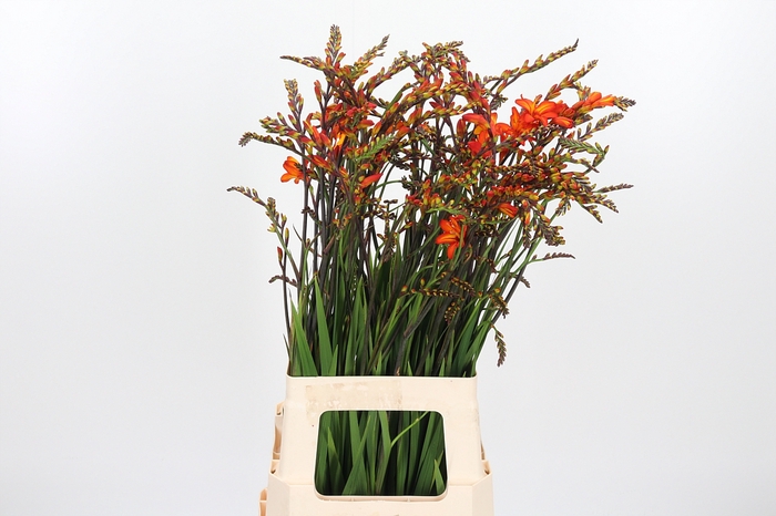 <h4>Crocosmia Amber Glow</h4>