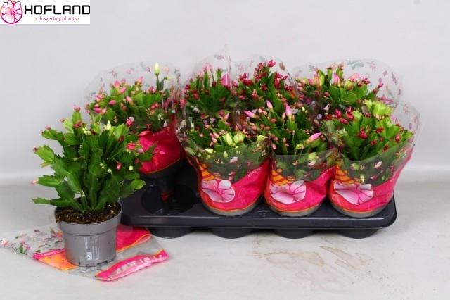 Schlumb Gem 4 Kl In Pot