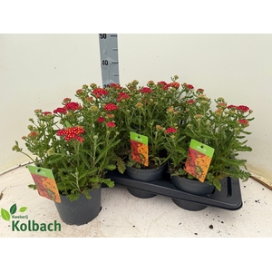 ACHI MILLEFOLIUM