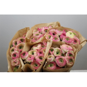 Ran Cloni Ex Felicidade