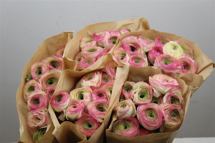 <h4>Ran Cloni Ex Felicidade</h4>