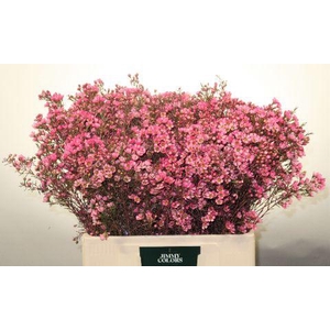 Waxflower L60 Cerise