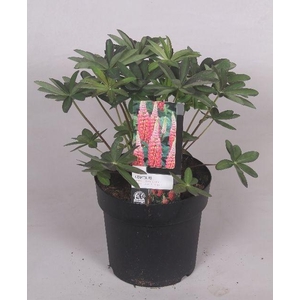 Lupinus 'West Country' Tequila Flame - 23 cm