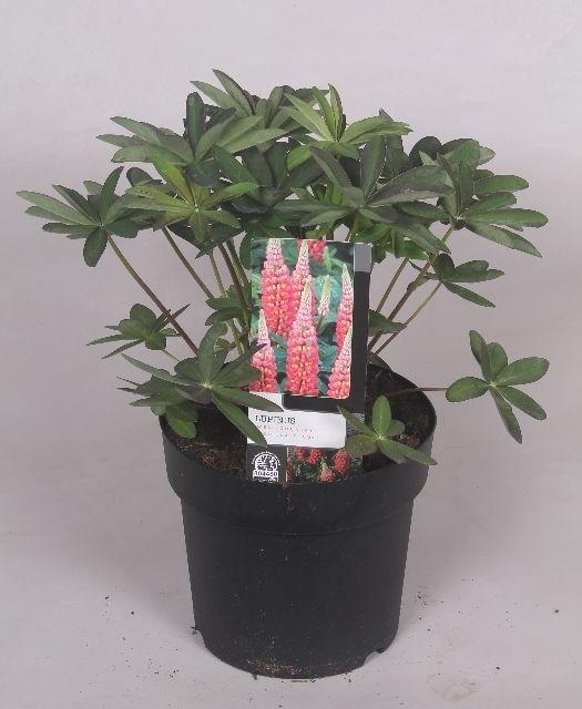 <h4>Lupinus 'West Country' Tequila Flame - 23 cm</h4>