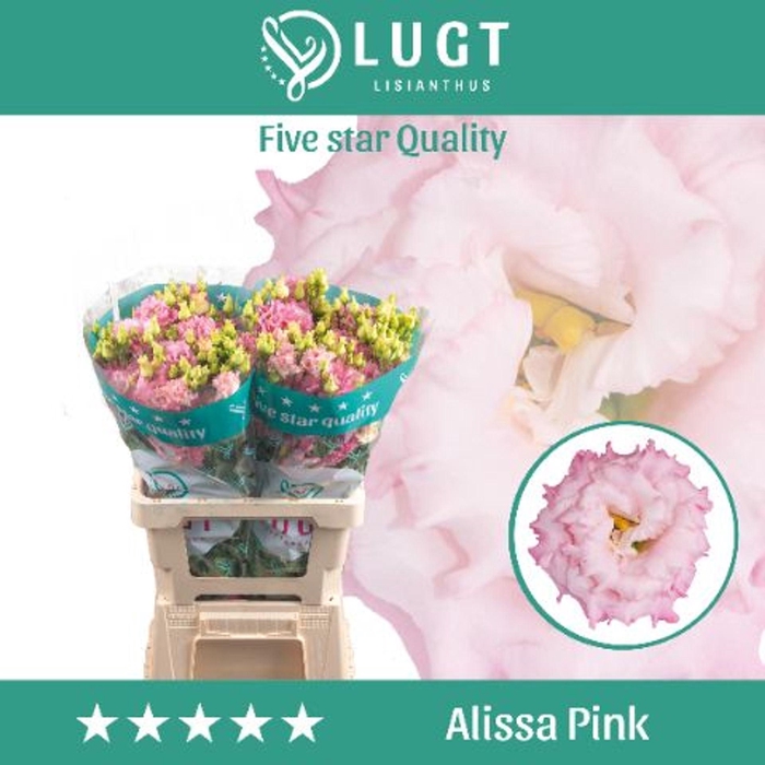 <h4>EUSTOMA RUSS. DU 'ALISSA PINK'</h4>