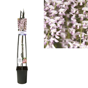 Wisteria floribunda 'Rosea' +light label