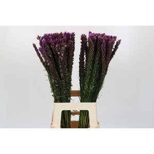 Liatris Callilepis