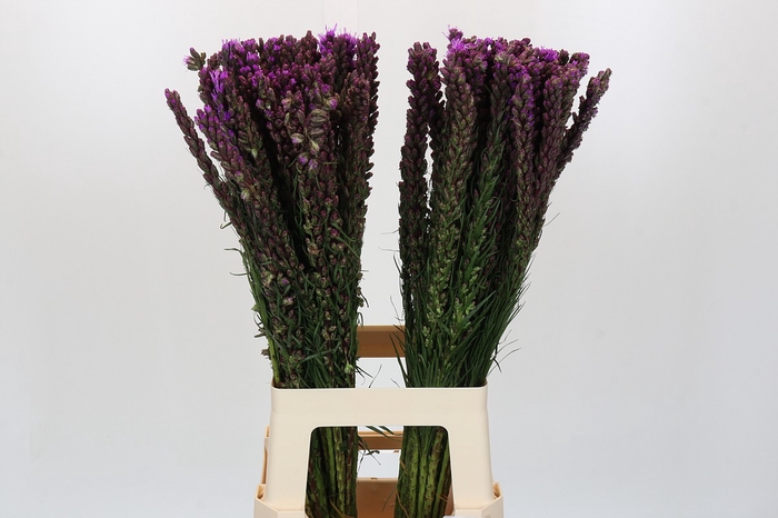 Liatris Callilepis