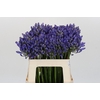 Agapanthus EYFORI Blue