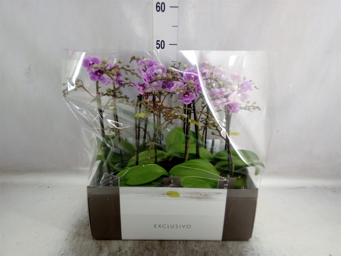 <h4>Phalaenopsis multi. 'Violet Queen'</h4>