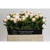 Paeonia Mary E. Nicholls